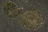 Dactylioceras Ammonite Cluster - Posidonia Shale, Germany #100263-2